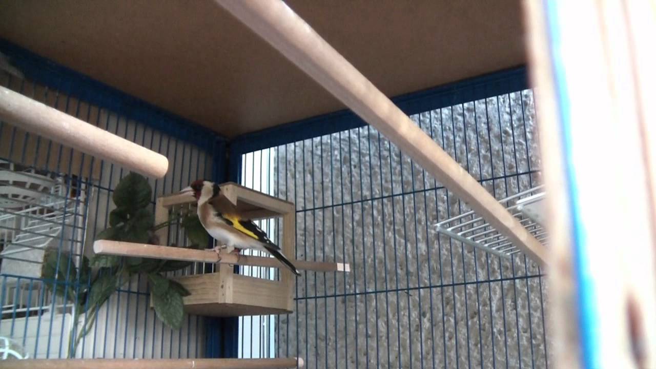 Stieglitz Major - vom Nestling zum erwachsenen Vogel - chardonneret major - Carduelis major