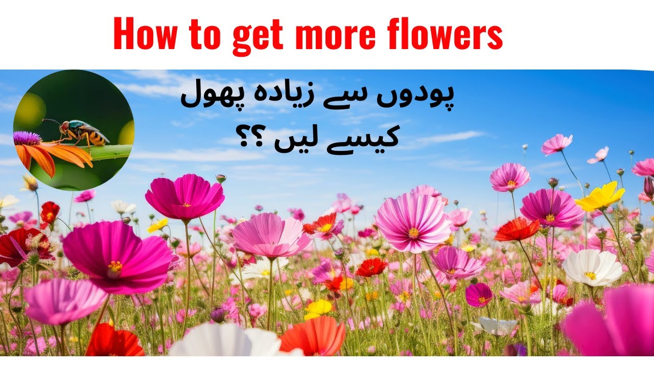 How to get more flowers | پودوں سے زیادہ پھول کیسے لیں | Aasan Gardening