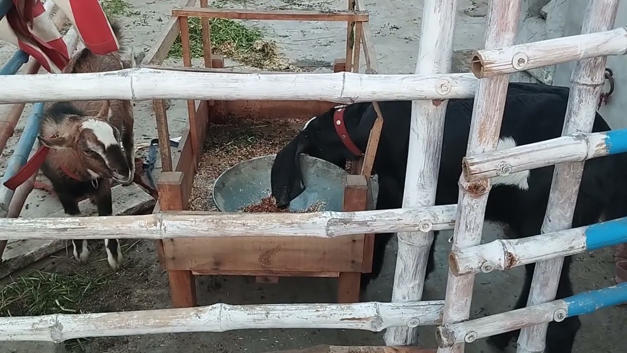 Oil and Ghee Uses for Goats جانوروں کے لیے تیل اور  Beetal and Teddy Goats گھی کا استعمال اور فائدے 