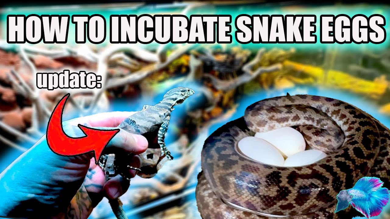 SNAKE EGGS IN THE REPTILE ROOM + LACE MONITORS!