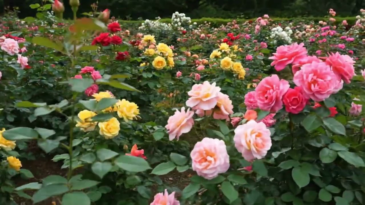 Beautiful Roses
