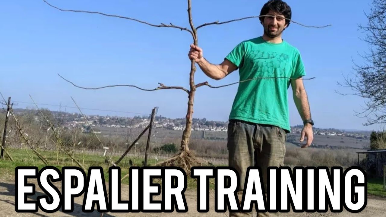 Keepers Nursery apple espalier guide, my best expert tips, techniques and advice for training tree