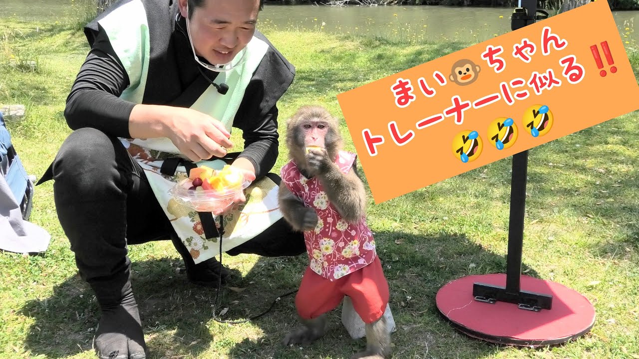 まい🐵ちゃん、トレーナーに似る‼️🤣🤣🤣　てんてこまい　休憩中　猿まわし🐵💝　二助企画
