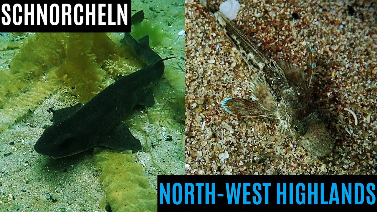 Katzenhai, Knurrhahn + mehr in den North-West Highlands | Schnorcheln in Schottland