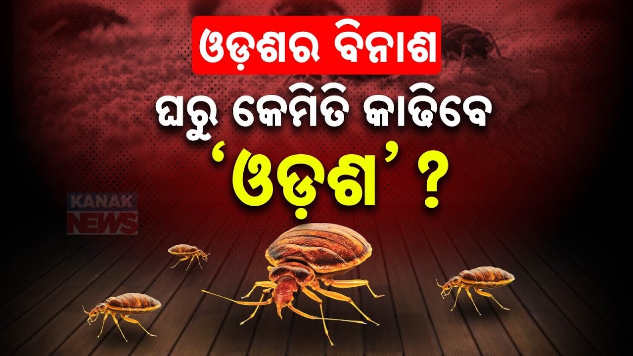 Special Report: Bed Bug Troubling You? |  Natural Ways To Repel Bed Bugs From Home