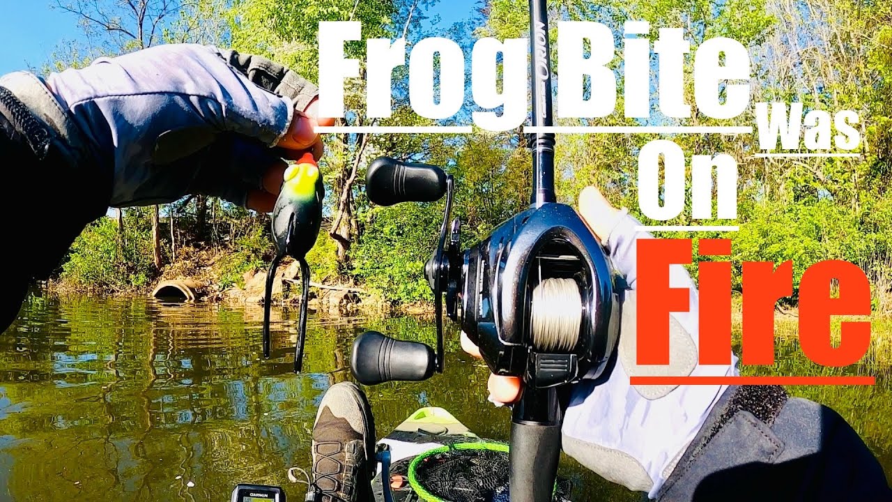 FROG bite was on FIRE this morning. Evergreen Orion Black Rose N Shimano Antares DC MD doing work.