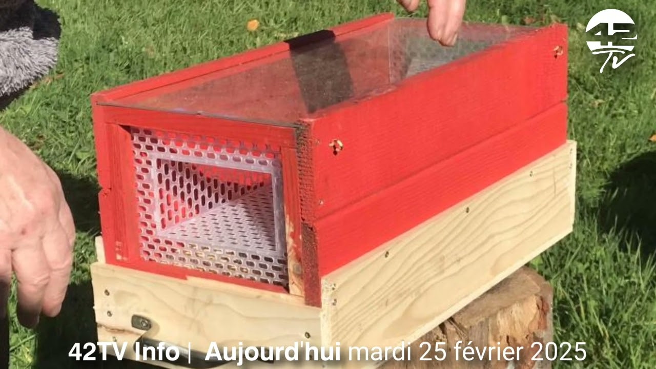 𝟰𝟮𝗧𝗩 𝗜𝗻𝗳𝗼 | Lutte contre le frelon asiatique dans la Loire : installez vos pièges dès maintenant