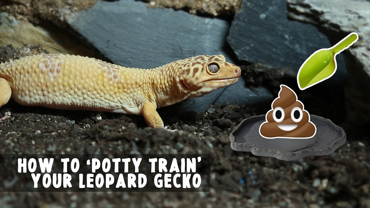 Toilet Training A Leopard Gecko (to go in one place!!) 💩🚽