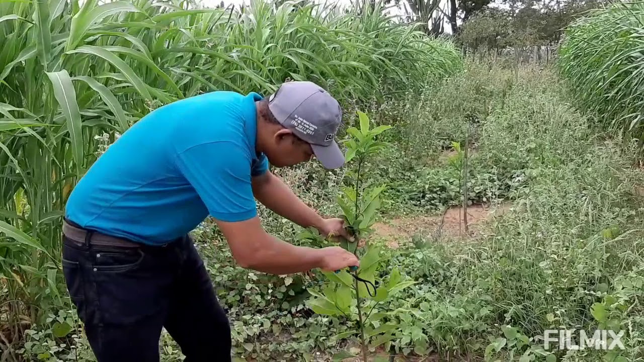 PODA DE FORMAÇÃO PARA FRUTEIRAS - Pinha, Atemoia e Graviola.