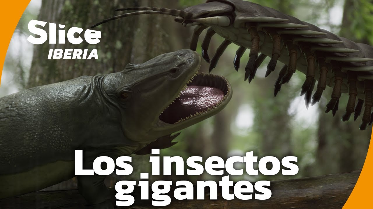 La era de los insectos gigantes: ¿Por qué se extinguieron? | SLICE Iberia | DOCUMENTAL COMPLETO