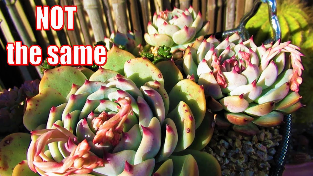 Echeveria Chihuahuaensis and her gang | VLOG #16 Succulents & Coffee w/ Liz