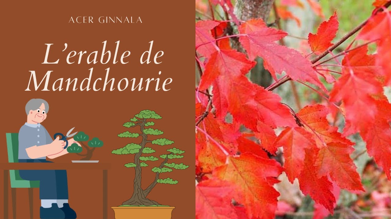 BONSAÏ avec Un ÉRABLE DE MANDCHOURIE 