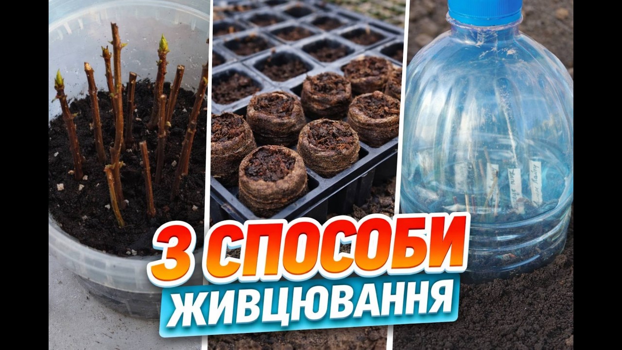 Як легко розмножити волотисту гортензію. 3 простих способи живцювання