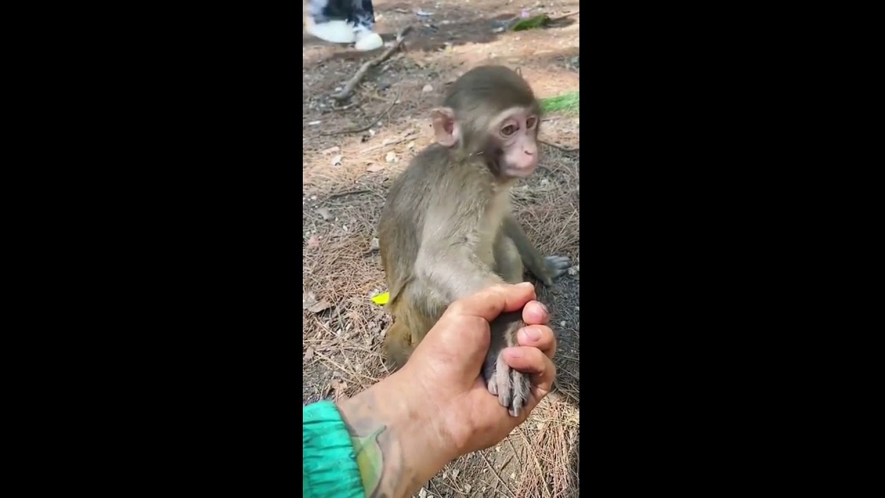 Hairless Monster Holds Hand of Baby Monkey - STRANGER DANGER!!!