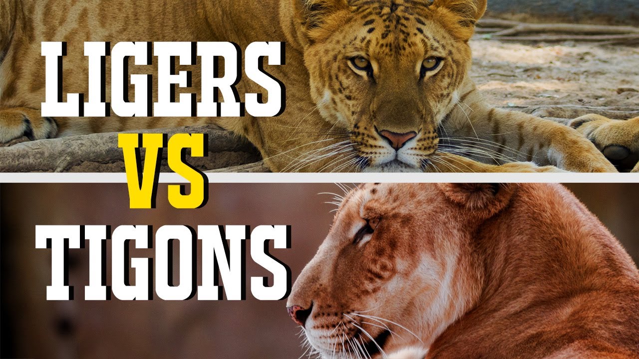 Ligers V Tigons: What's The Difference