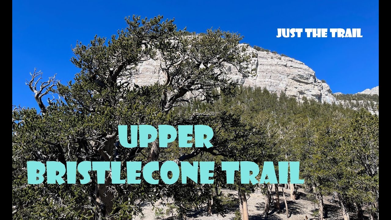 UPPER BRISTLECONE TRAIL  MT CHARLESTON SINGLE BLACK
