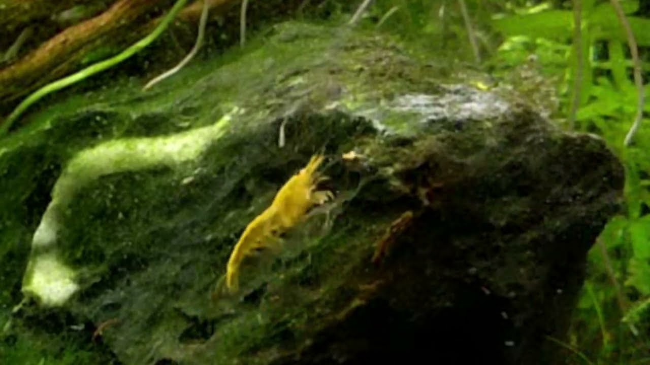 The Tao of Shrimp | Chapter 16: Returning to the Source 