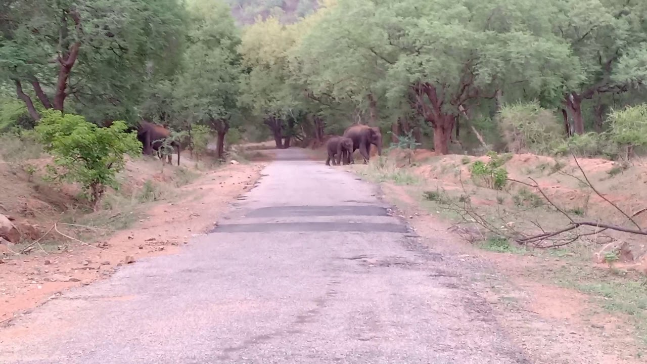 Elephant Herd crossing road in Muthathi road
