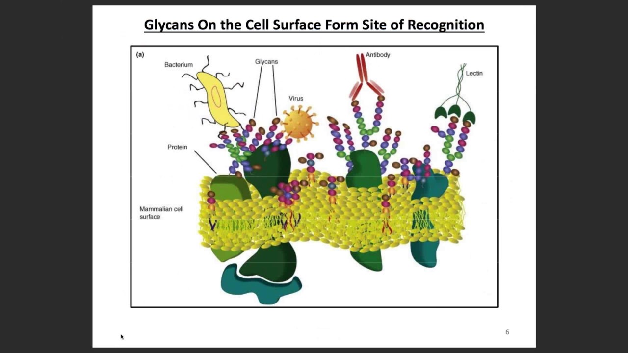 Fundamentals of Glycan Structure 1