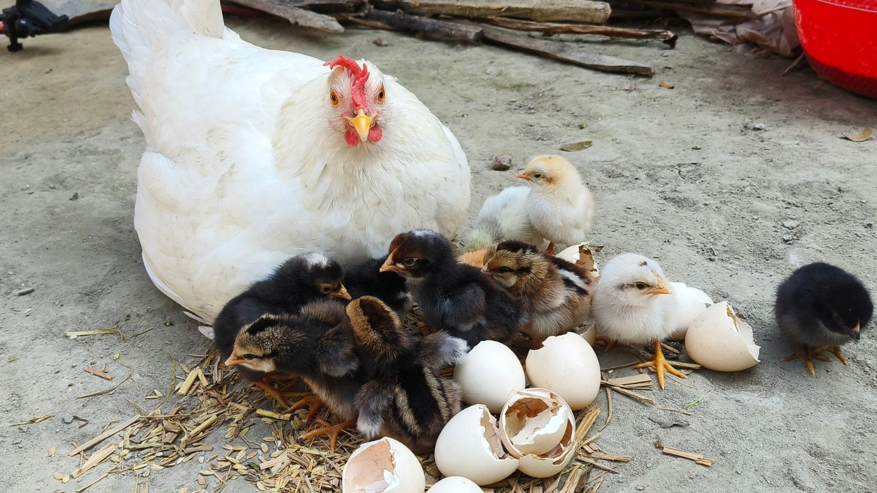 How to Hatch Chicken Eggs at Home Without an Incubator 🐣
