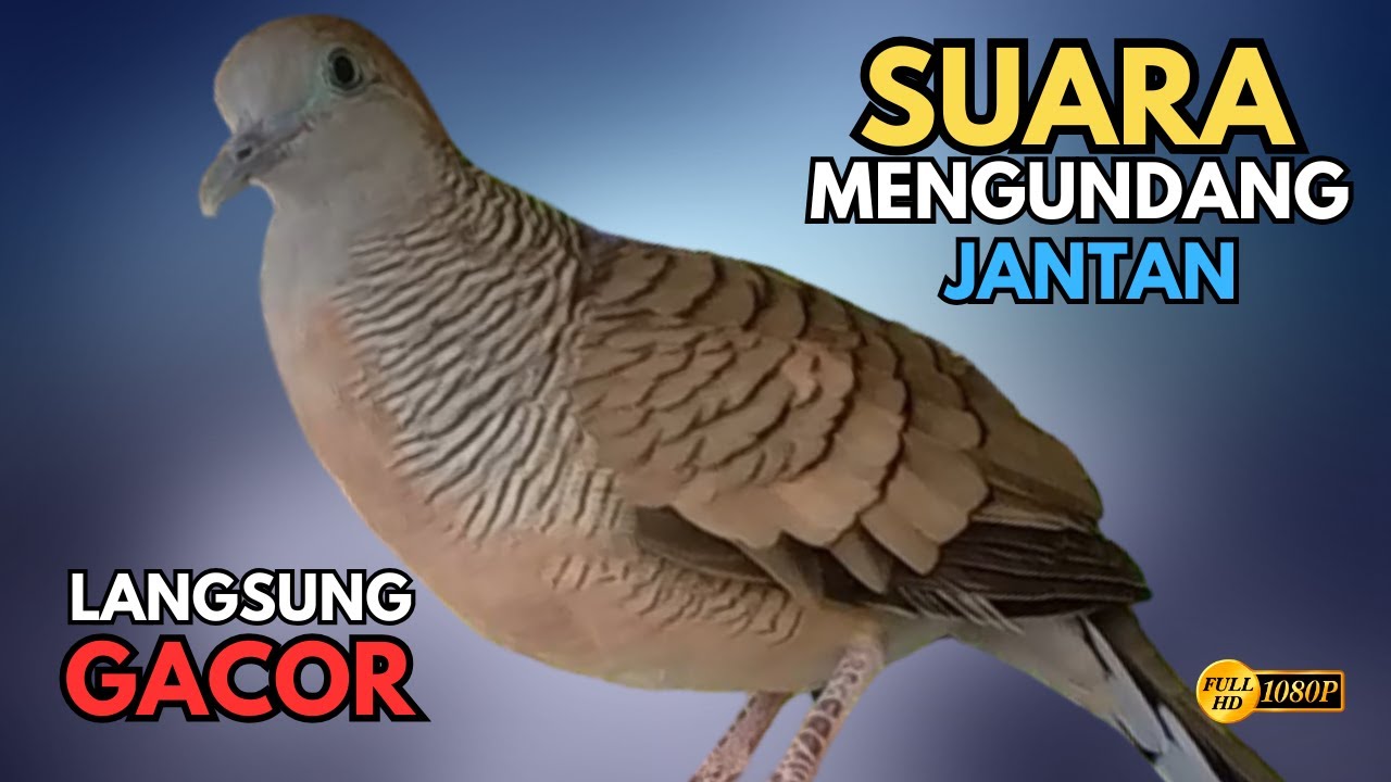 Perkutut Lokal Gacor Suara Paling Ampuh Untuk Pancingan Burung Perkutut Agar Gacor Bunyi V30