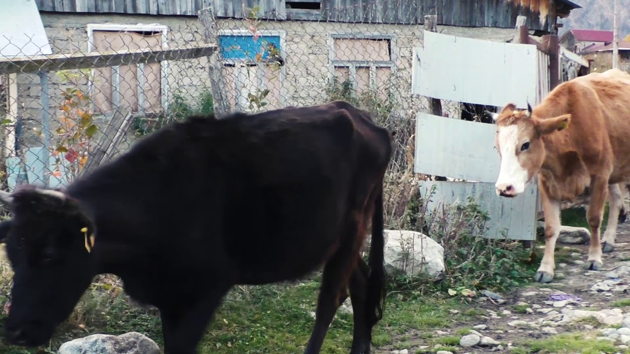 Mazeri, Georgia: Through my eyes