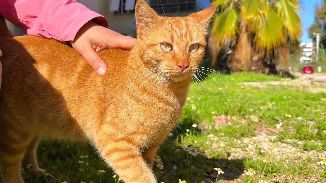 Ginger The Cat Waits for Me Here Every Day