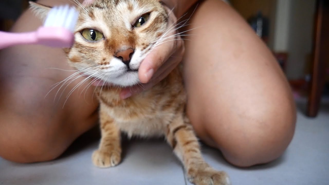 How I brush my cat's teeth