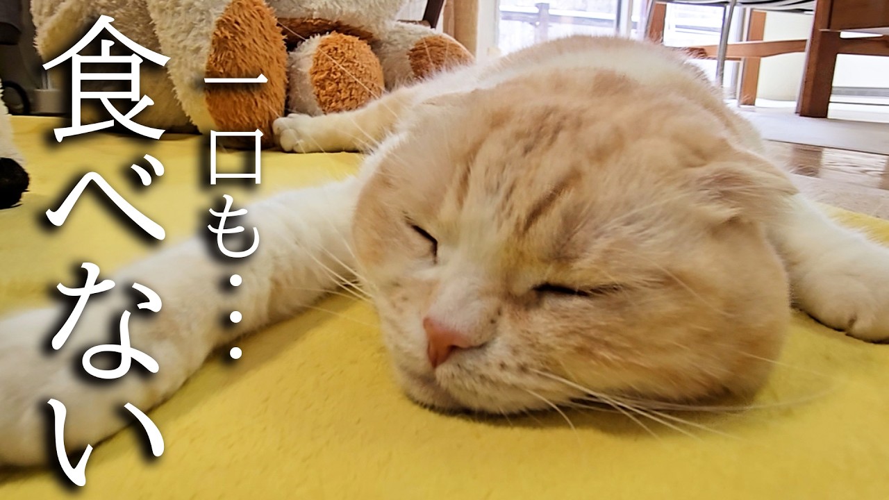 猫が一口もごはんを食べなくなってしまいました