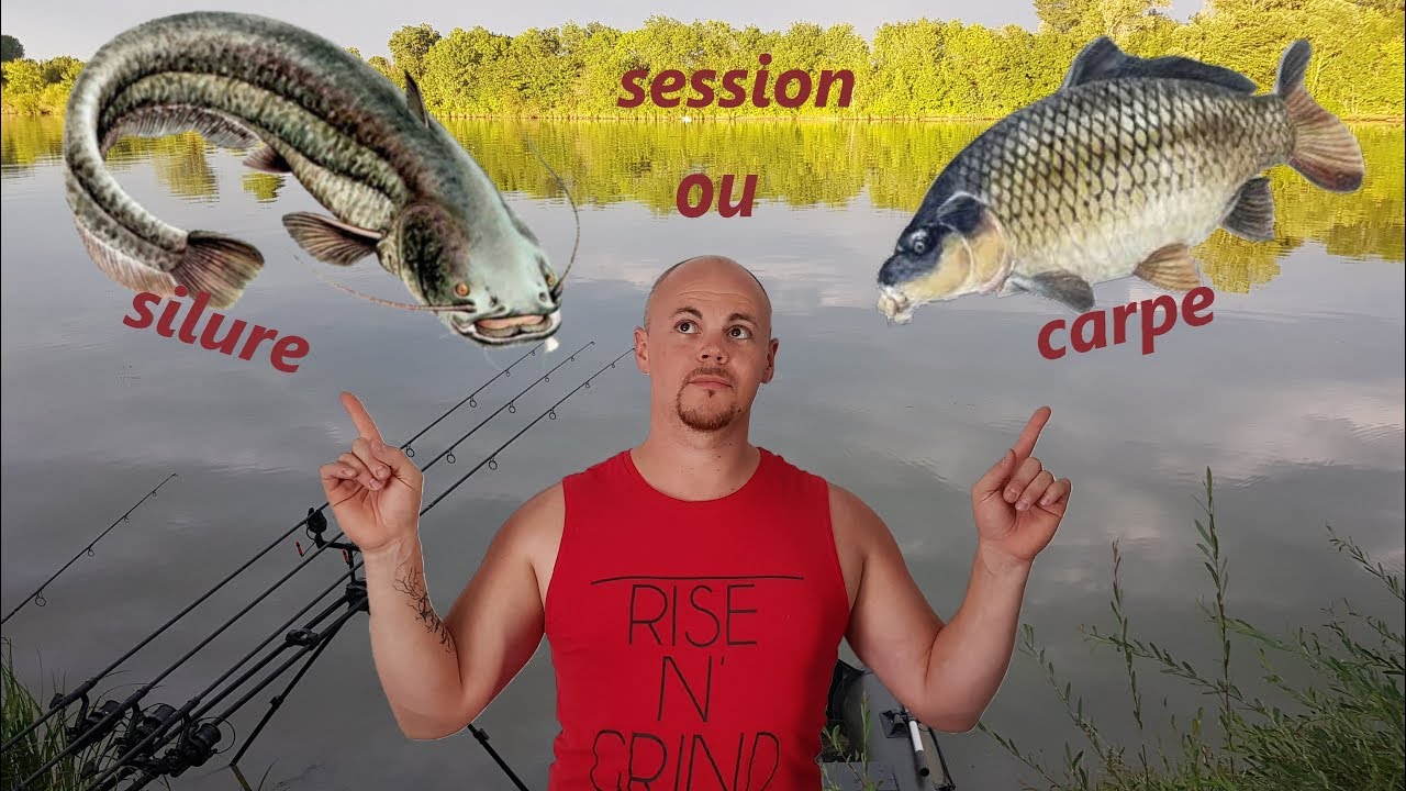 une session carpe qui à des airs de session silure!