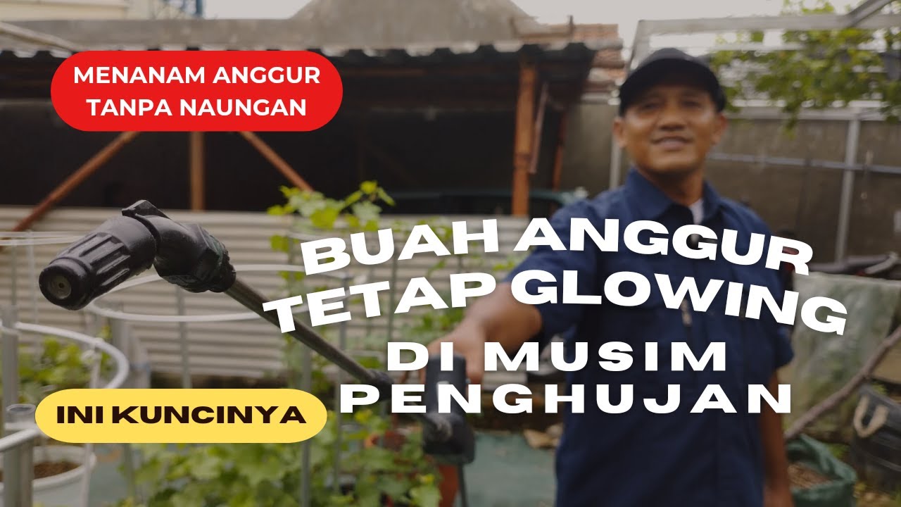 Cara Supaya Buah Anggur Glowing Walau Dihajar Hujan