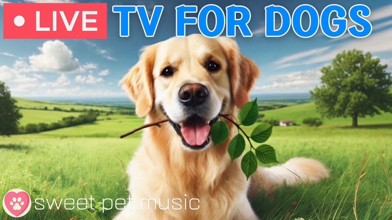 🔴24 Hours of Dog TV🎵🐶Calming Music for Dog Sleep🐾🩷Soothing Music for Dog Anxiety and Stress Relief