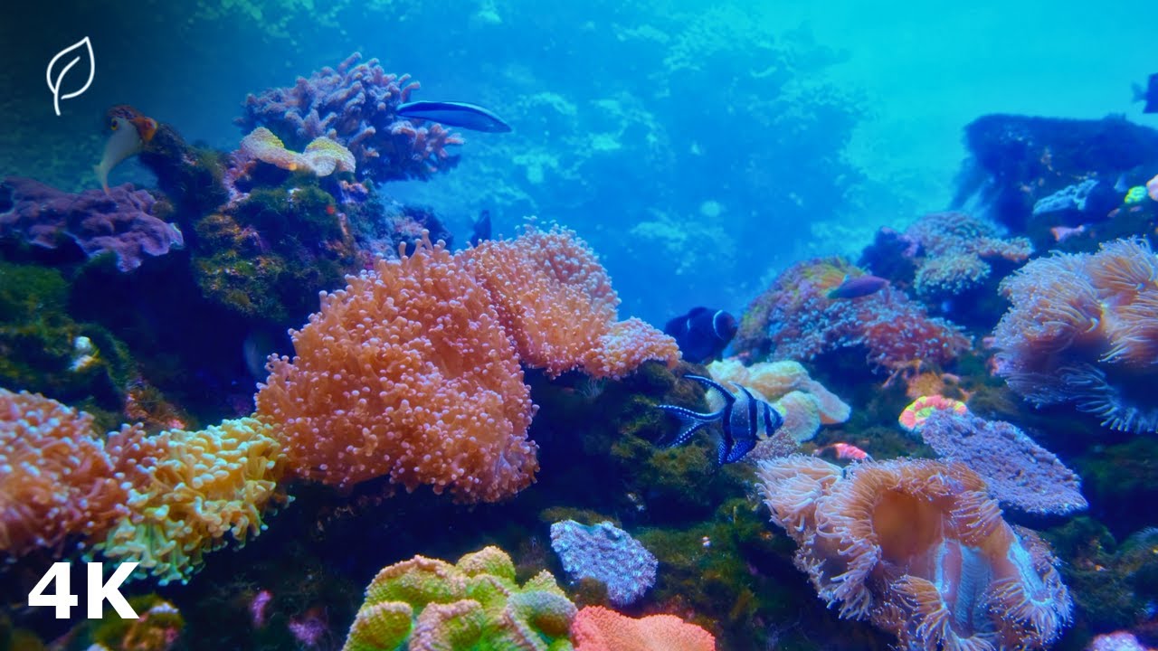 Underwater Serenity 🌊 | 4K 1 Hour of Peaceful Ocean Ambience & Ambient Music