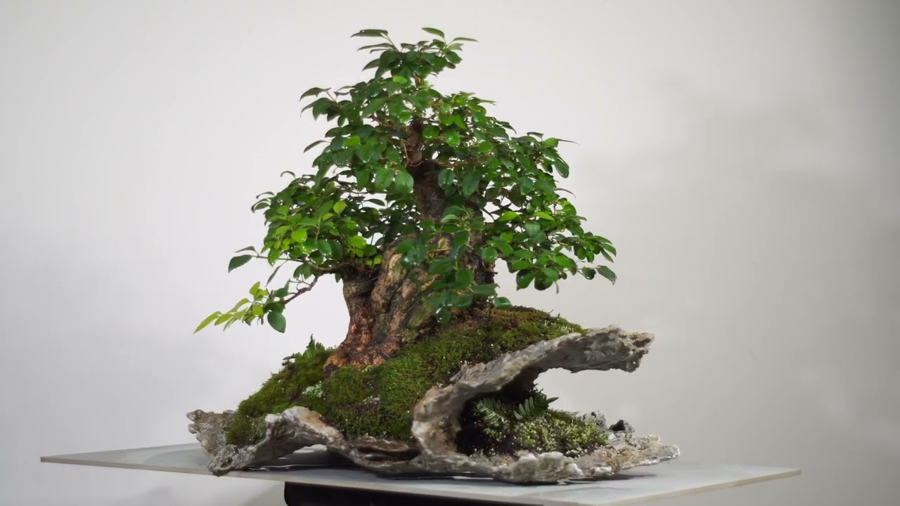 Forsythia bonsai displayed in our stone composite pot (short version)