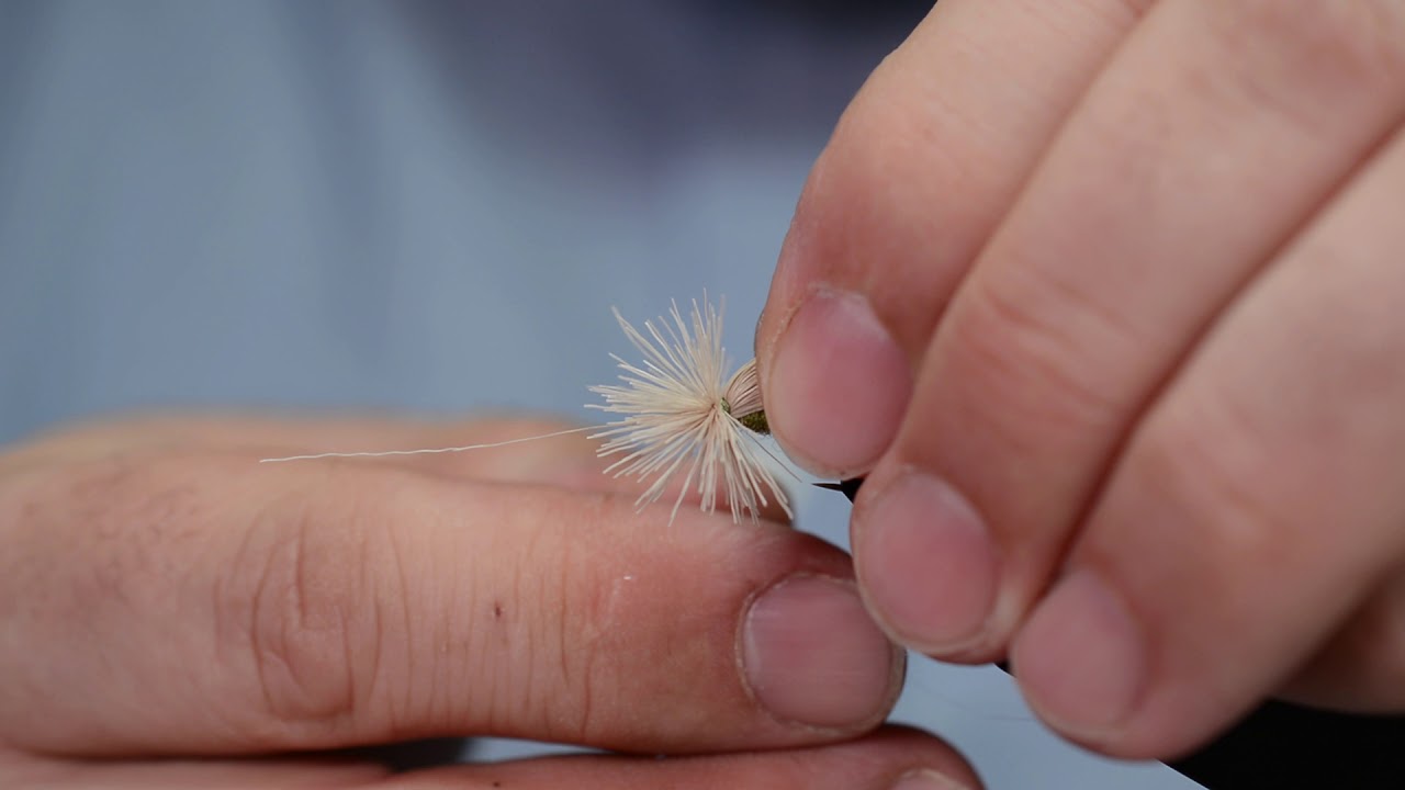 Sedge (Köcherfliege) mit Franco Cicerone