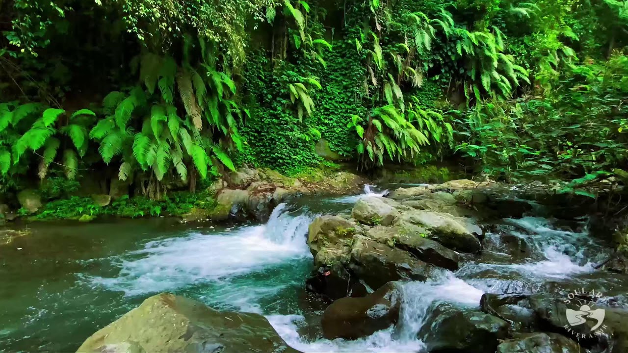 River Sounds for Sleeping. Soothing Forest Stream Ambience for Sleep and Meditation #river 1