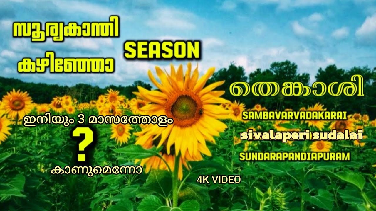 𝗧𝗲𝗻𝗸𝗮𝘀𝗶 - സൂര്യകാന്തി🌻 𝗦𝗘𝗔𝗦𝗢𝗡 കഴിഞ്ഞോ 🤔 