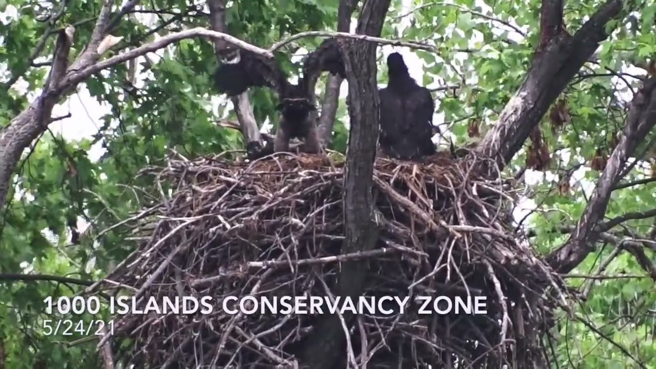 2021 Bald Eagle Nesting Season