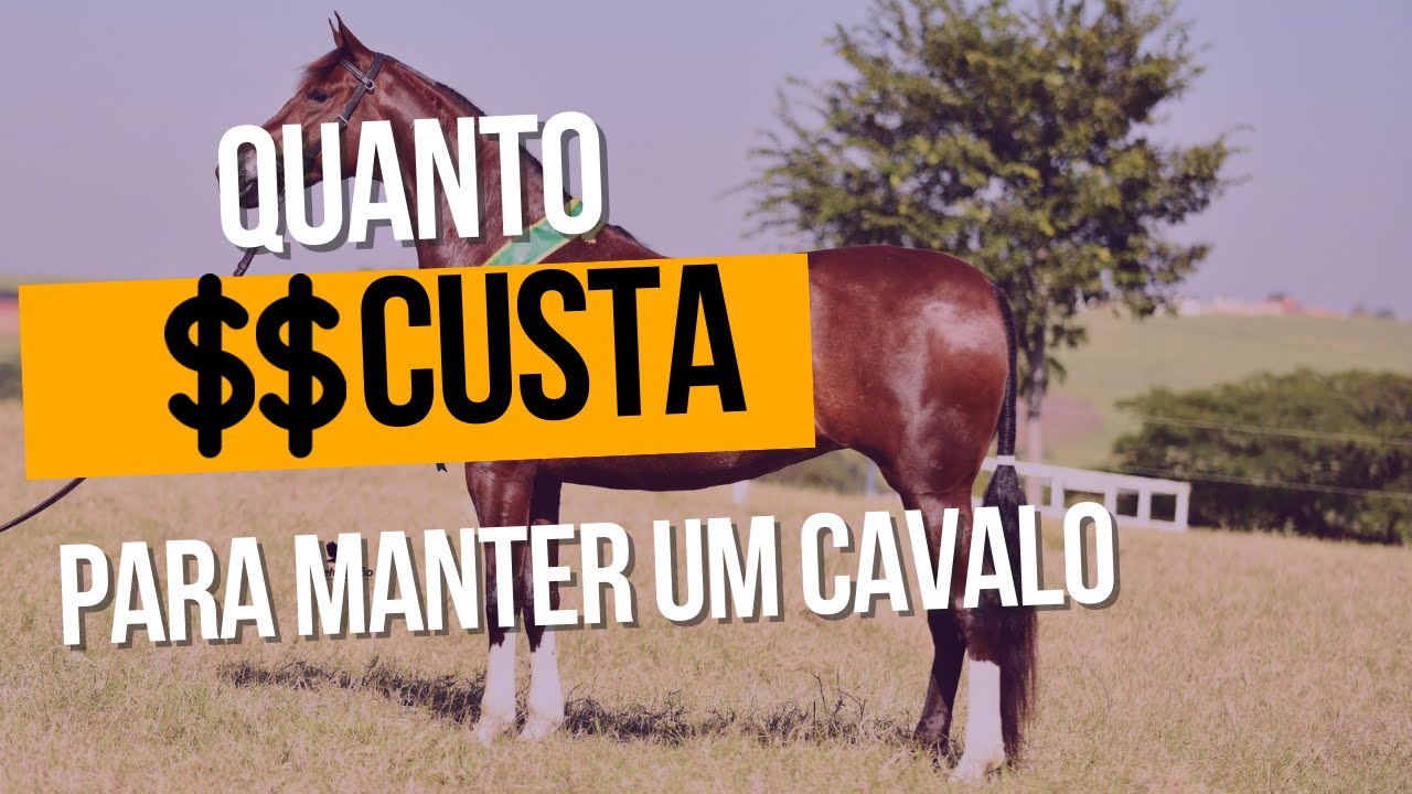 Quanto custa manter um cavalo?