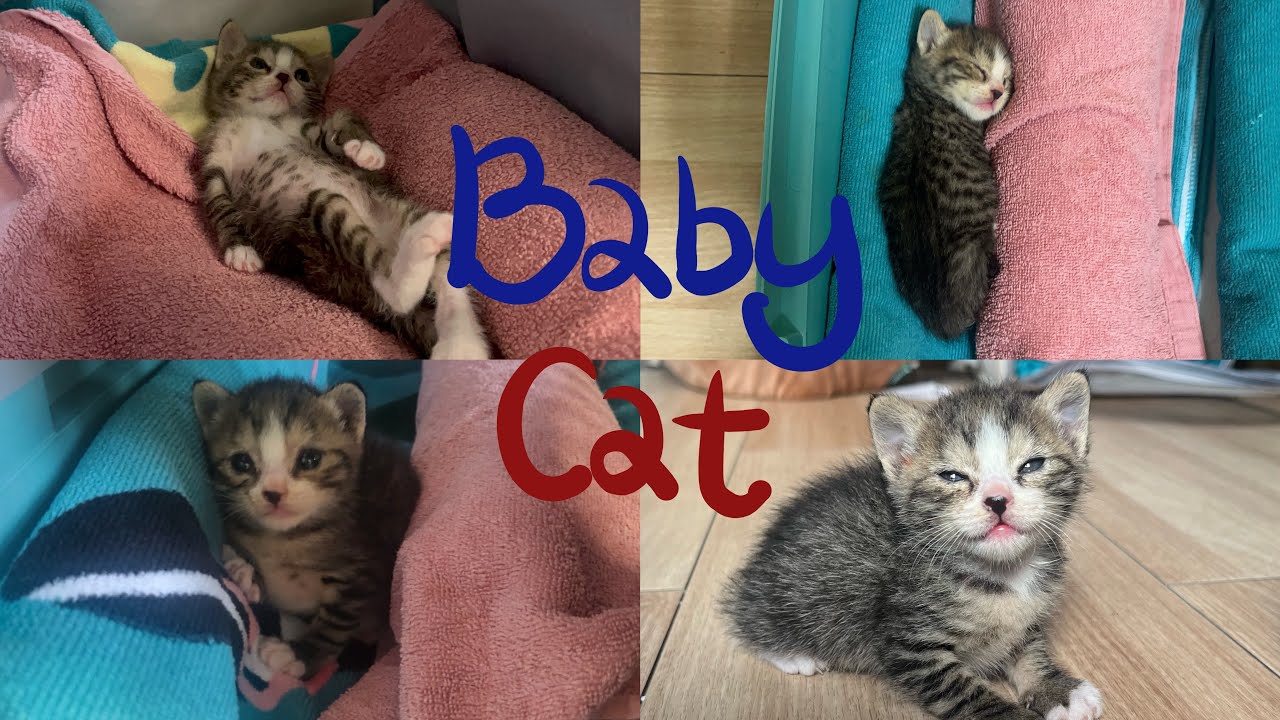 아기고양이 구조 2주간 기록🐈