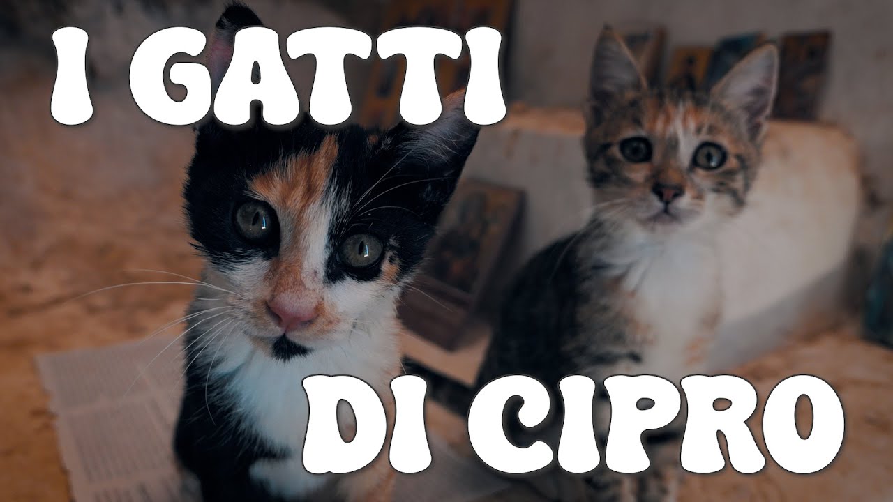 I Guardiani di Cipro