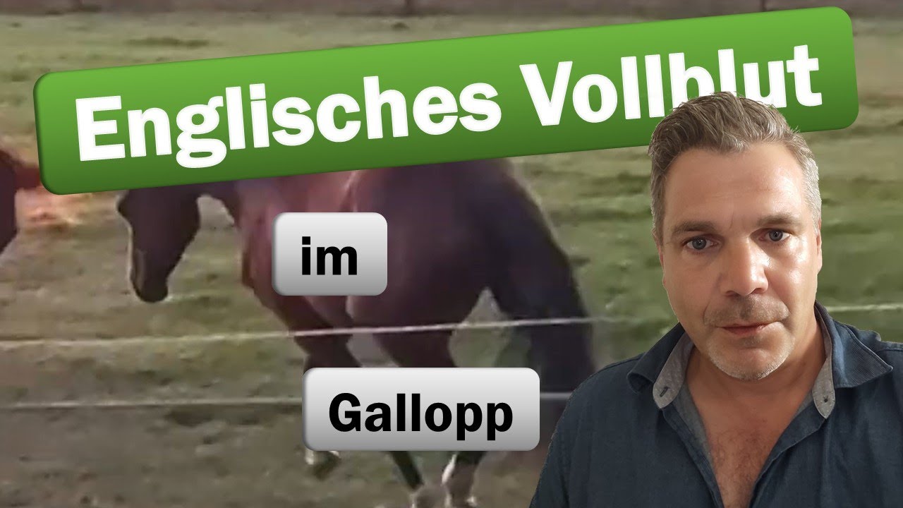 Abendlicher Spaziergang - Begegnung der besonderen Art - Englisches Vollblut im Gallopp