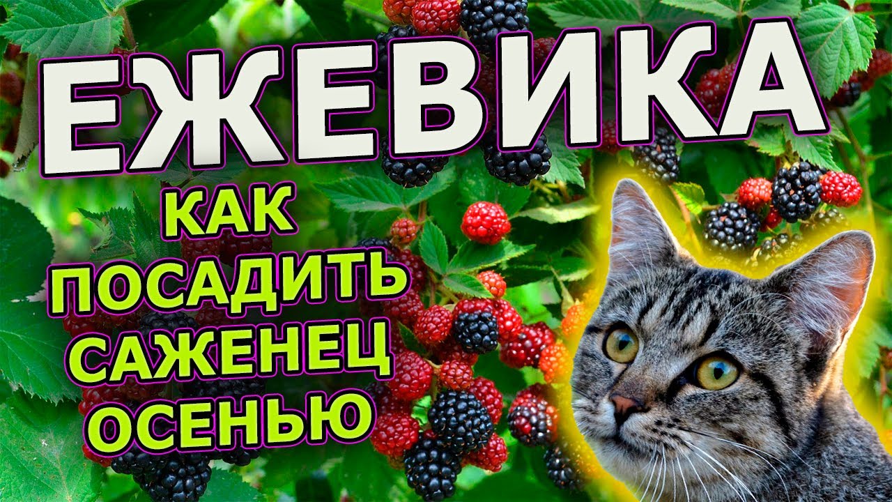 Посадите ТАК ежевику осенью и она НЕ ВЫМЕРЗНЕТ!  Как посадить ежевику осенью #garden