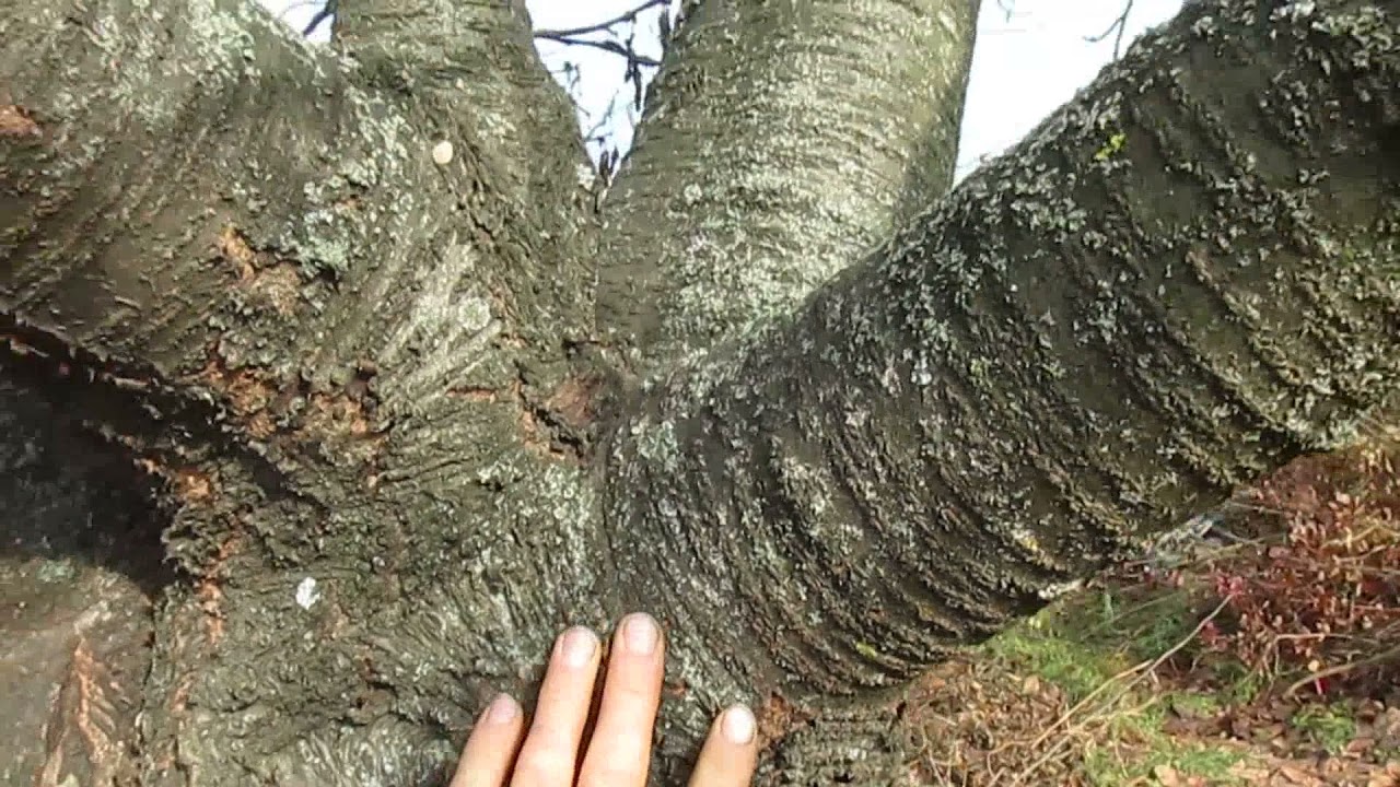 СНИЖЕНИЕ БОЛЬШОЙ И СТАРОЙ ЧЕРЕШНИ.