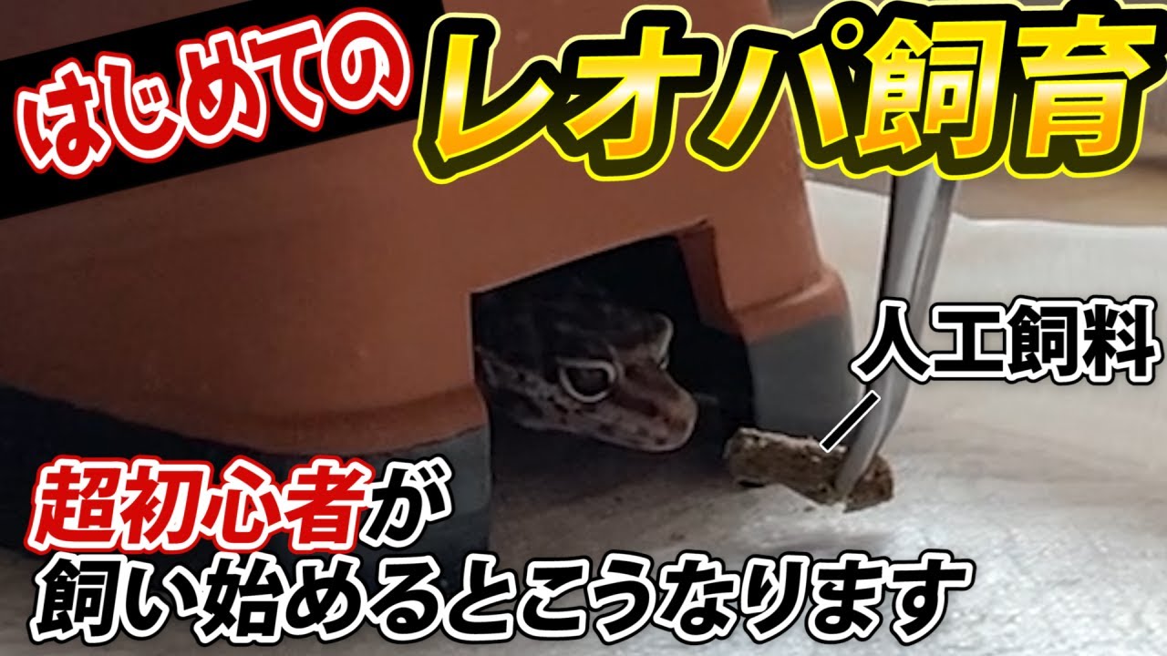 【超初心者のレオパ飼育】お迎えからケージ設定、餌付けまで..