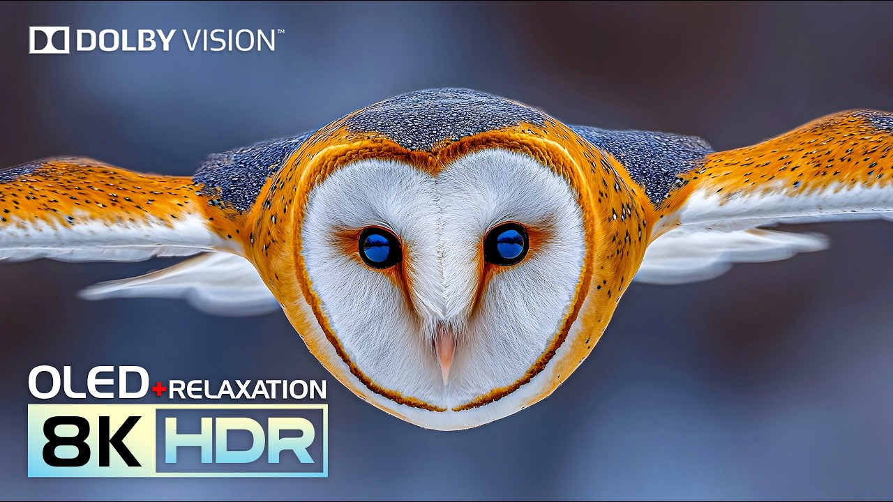 Ultra Massive OLED 8K Video | 16K HDR Dolby Vision (8K/4K Video TV)