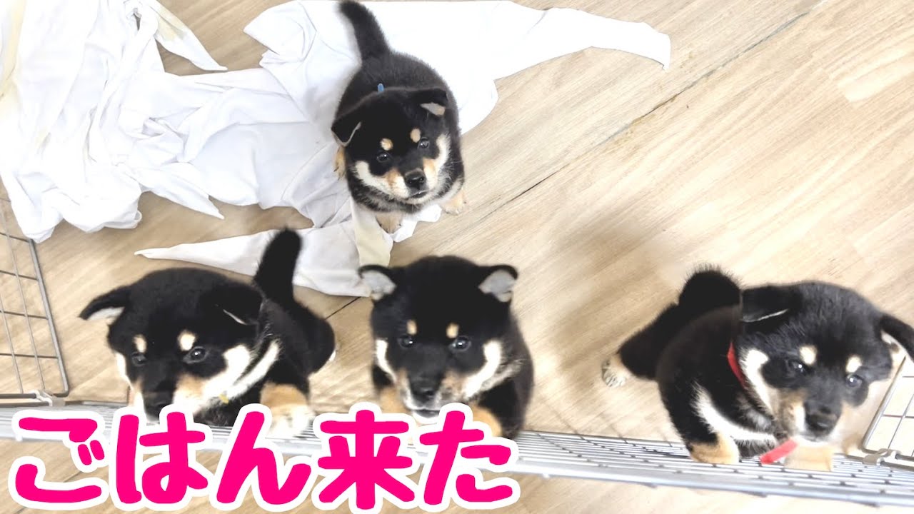 【柴犬 子犬】離乳食が待ちきれない子犬たち