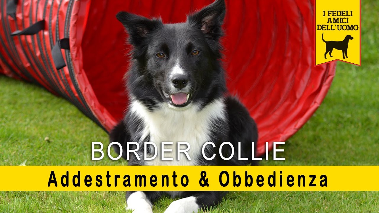 Border Collie - Addestramento & Obbedienza (L' Agility dog)