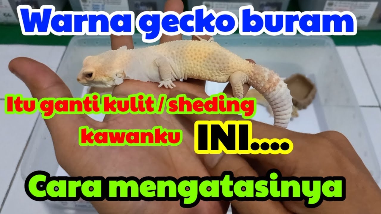 MENGATASI LEOPARD GECKO SHEDING ATAU GANTI KULIT