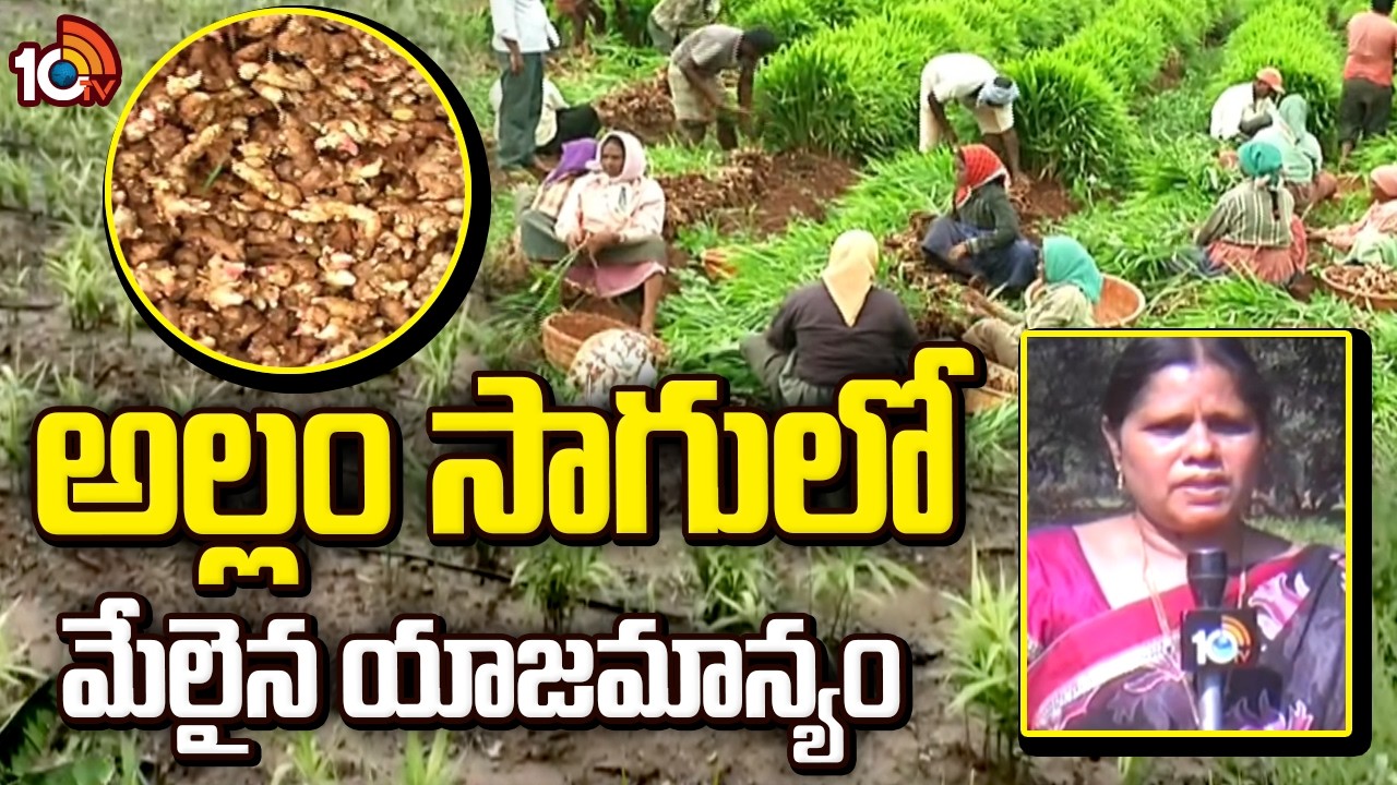 Best Management Practices for Ginger Cultivation | అల్లం సాగులో మేలైన యాజమాన్యం | Matti Manishi